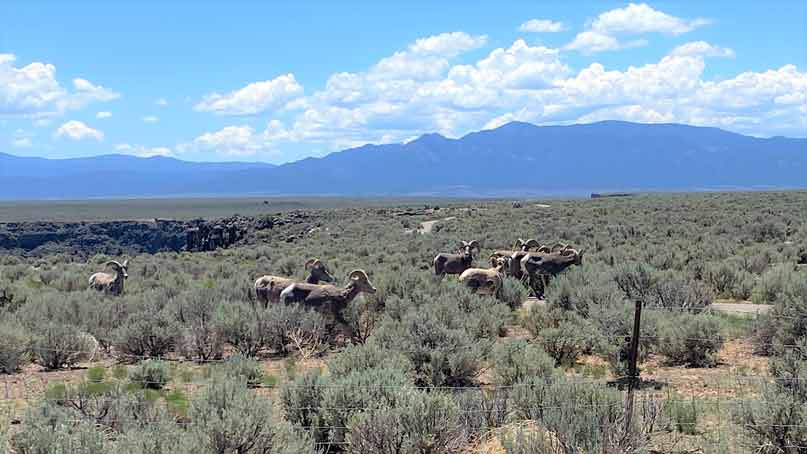 long horned sheep in a desert meadow