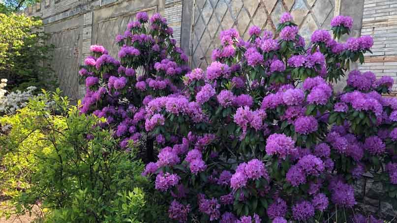purple blooms on a large bush