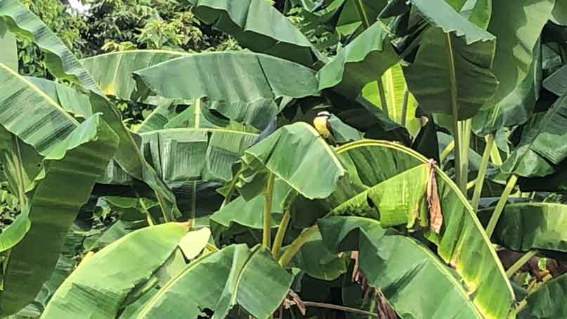 jungle greenery, with a bird sitting on a leaf