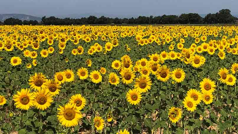 sunflower field